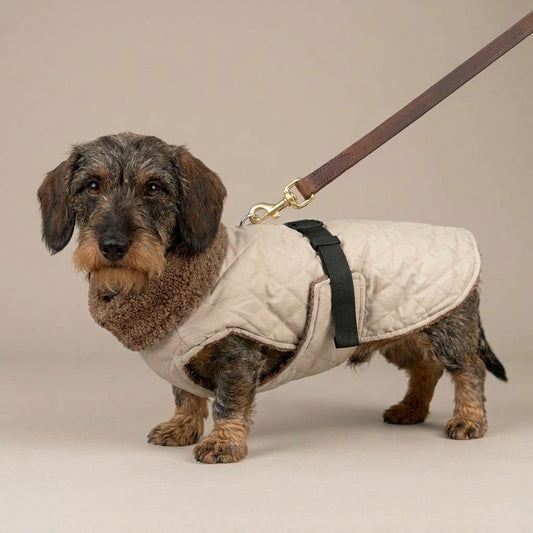 Dackelmantel Teddy Fleece