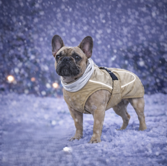 Reflektierende Winter-Hundejacke – Warm, Wetterfest & Sichtbar bei Dunkelheit